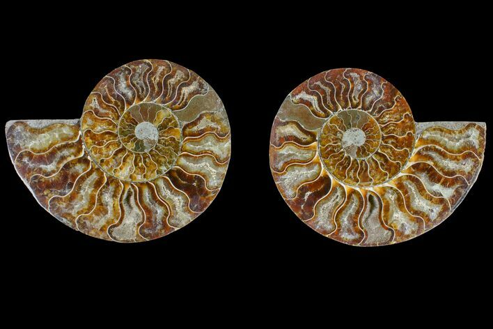 Agate Replaced Ammonite Fossil - Madagascar #166877